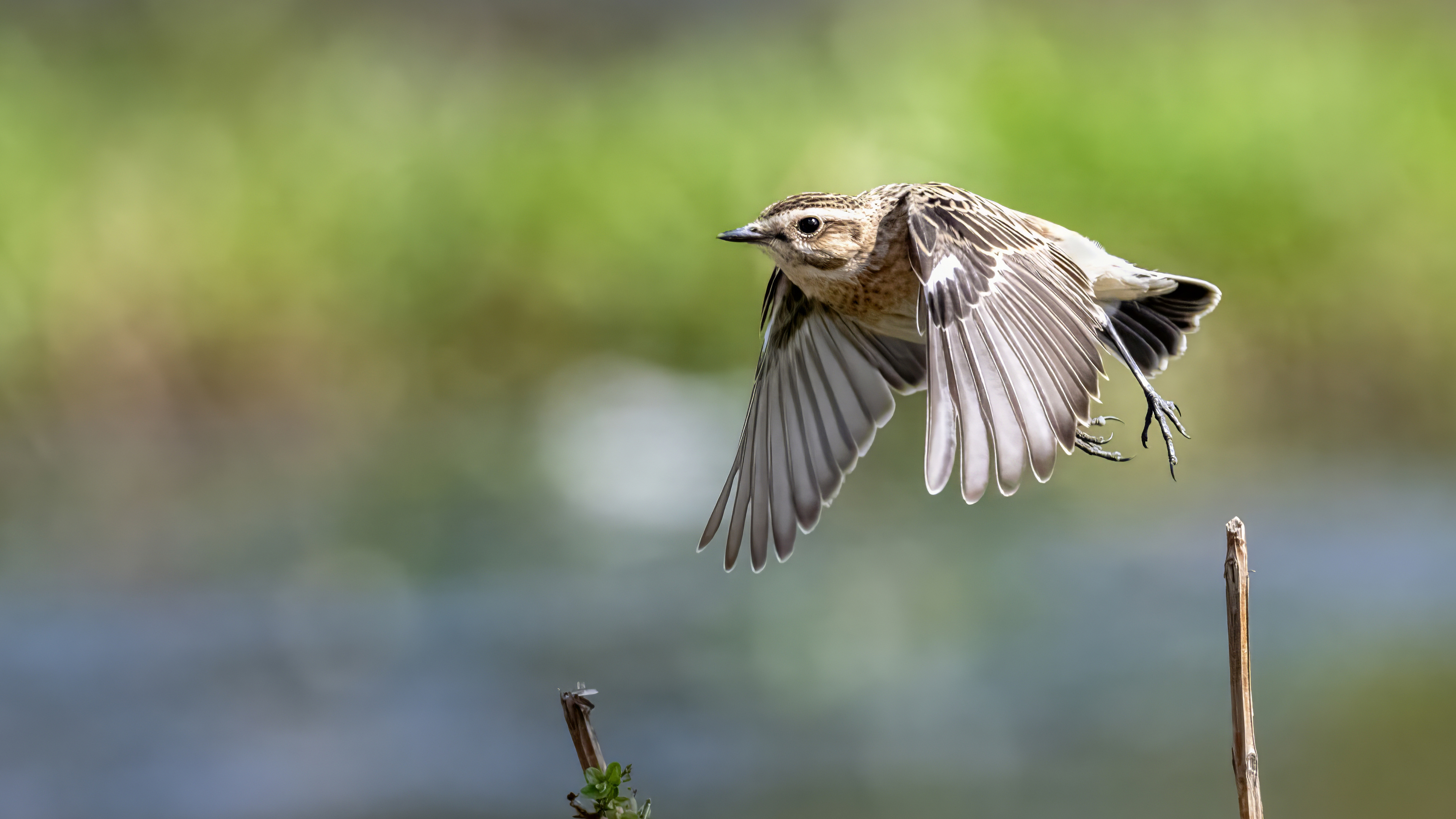 Whinchat